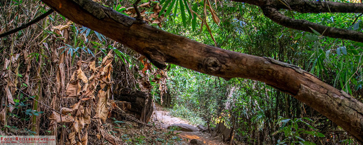 Monks Trail Chiang Mai - Zu Fuß zum Wat Phra That Doi Suthep 1 Auf dem Monks Trail in Chiang Mai