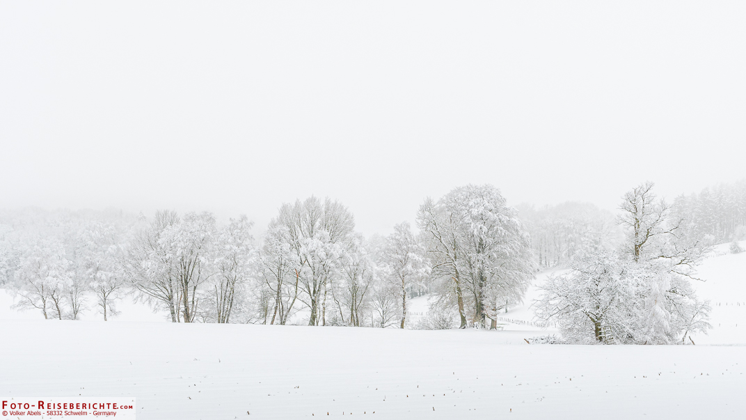Baumreihe im Schnee Baumreihe im Schnee