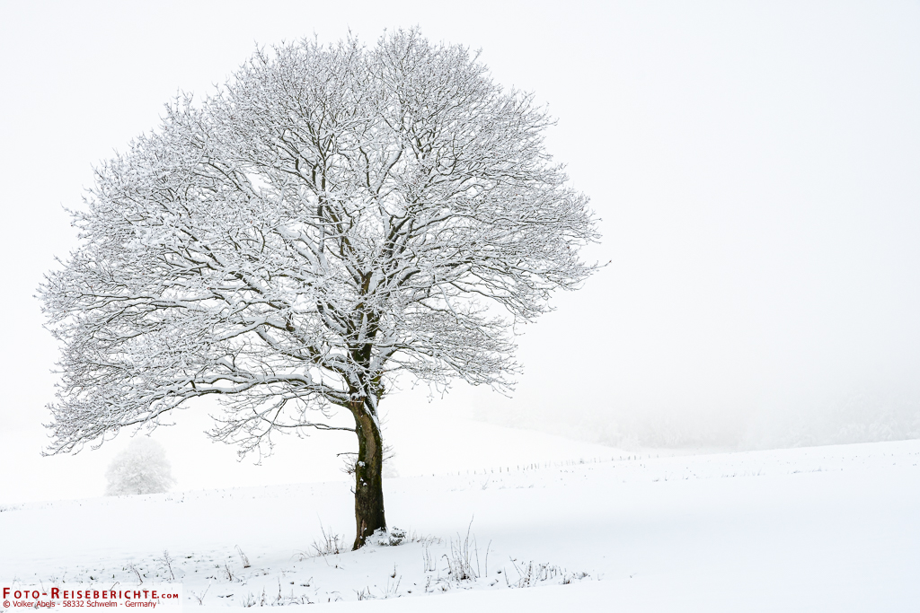 Baum auf verschneitem Feld Ein einzelner Baum auf einem verschneiten Feld