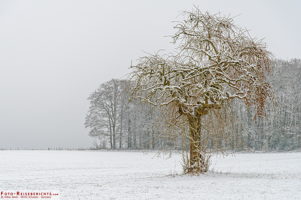 Ein einzelner Baum steht auf einer schneebedeckten Wiese Ein einzelner Baum steht auf einer schneebedeckten Wiese
