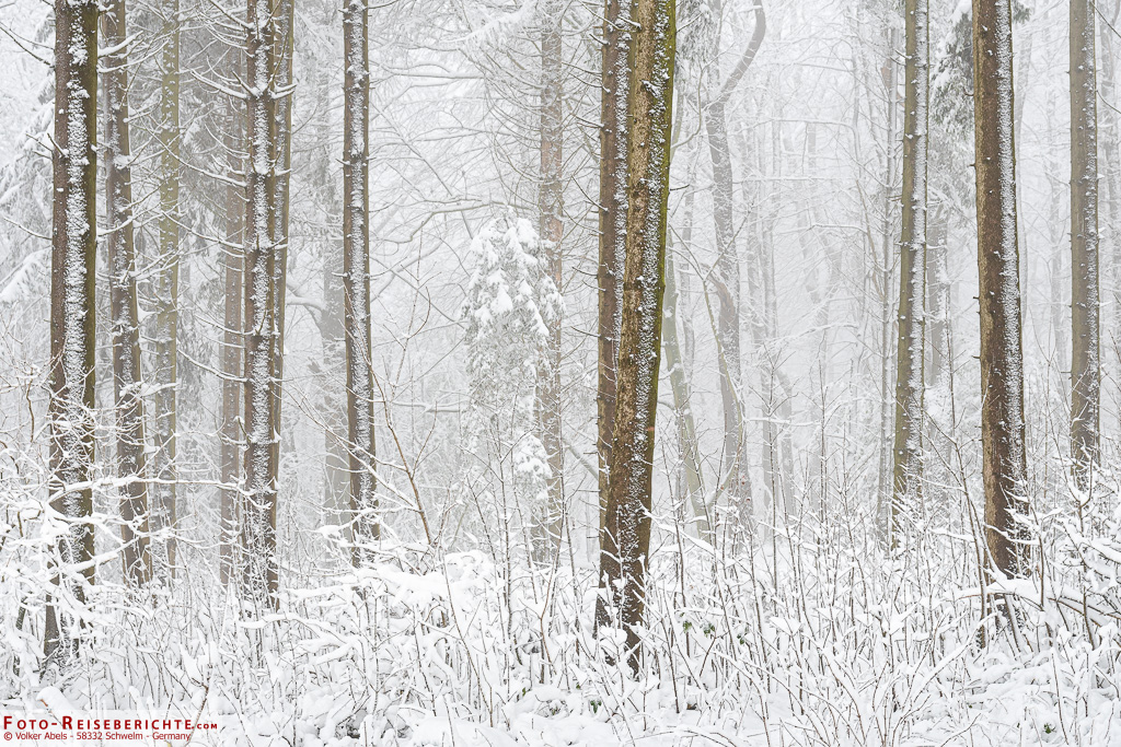 Fichtenstämme im Schnee Es müssen nicht immer ganze Bäume sein - Fichten im Schnee