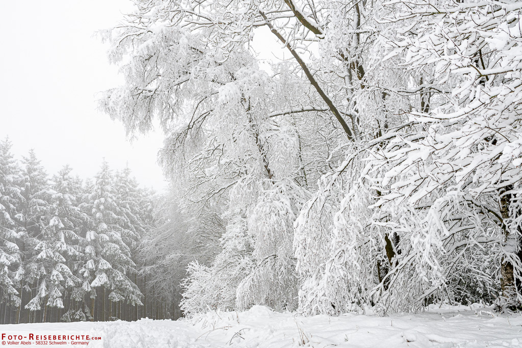 Die Äste der Bäume hängen aufgrund der Schneelast Die Äste der Bäume hängen aufgrund der Schneelast