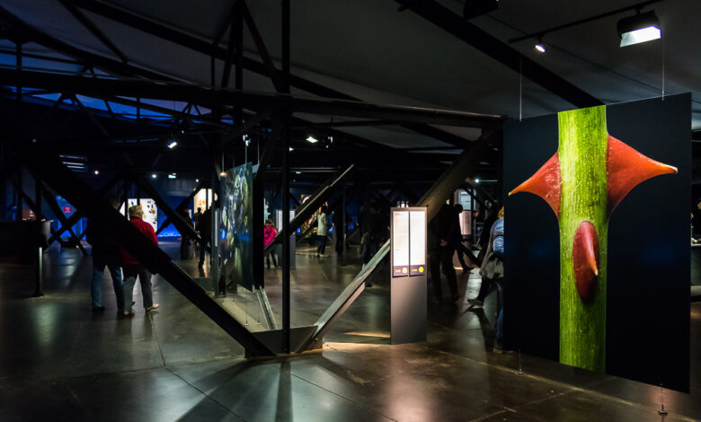 Austellung - Wunder der Natur 08