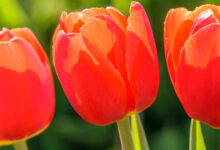 Rote Tulpen