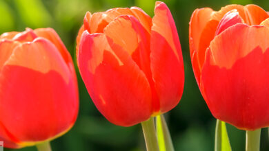 Tulpenfelder bei Grevenbroich in NRW 3 Rote Tulpen