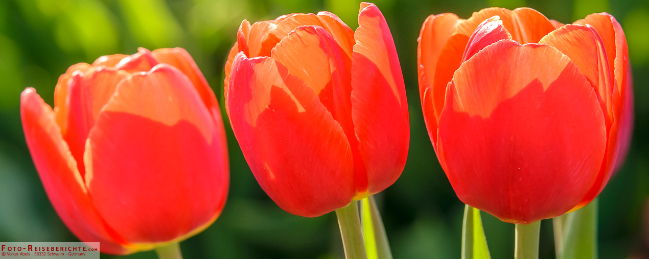 Tulpenfelder bei Grevenbroich in NRW 1 Rote Tulpen