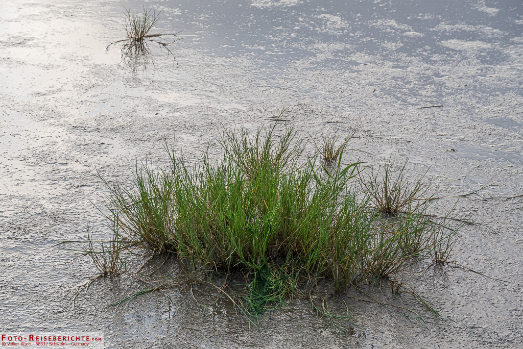 Andel, eine Graspflanze der Salzwiesen Andel - Gras der Salzwiesen