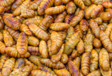 Insekten Essen in Thailand - ein proteinreicher Snack 6 Geröstete Maden - Thailand - foto-reiseberichte.com