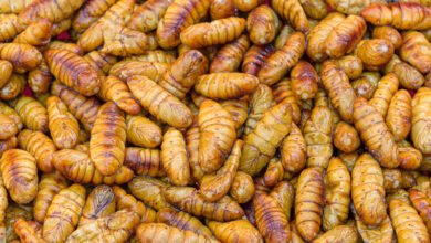 Geröstete Maden - Thailand - foto-reiseberichte.com