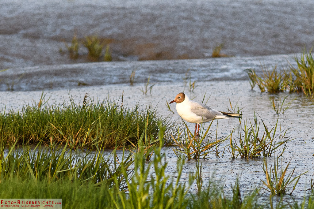 Lachmöwe Lachmöwe - Langwarder Groden