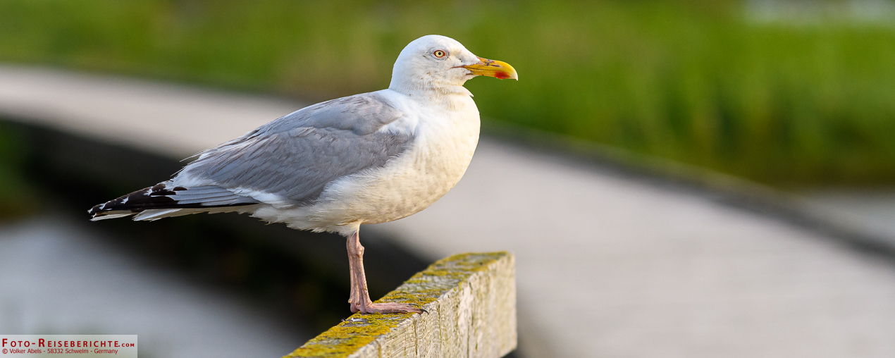 Naturerlebnispfad Langwarder Groden in Butjadingen 1 Möwe im Nationalpark Langwarder Groden