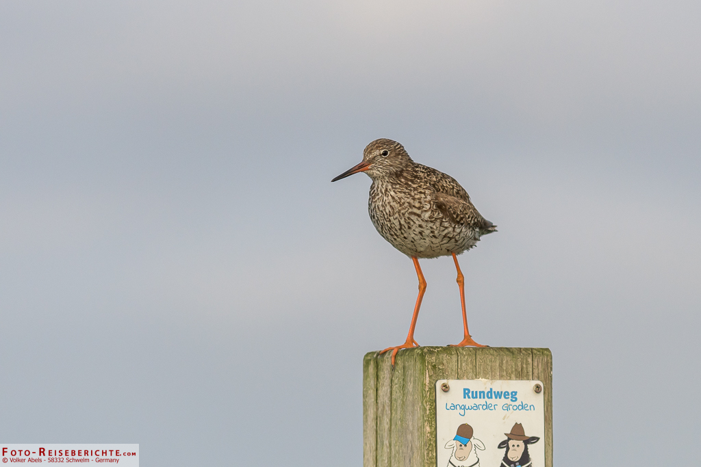 Ein Rotschenkel begrüßt uns am Naturerlebnispfad Langwarder Groden in Butjadingen Rotschenkel am Naturerlebnispfad Langwarder Groden in Butjadingen