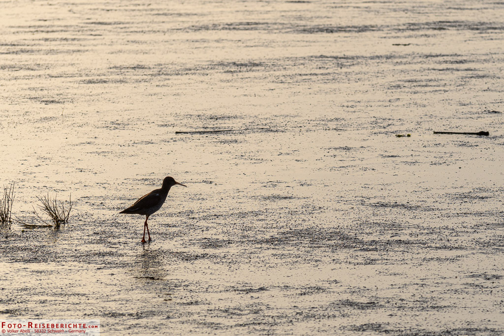 Abendstimmung - Naturerlebnispfad Langwarder Groden Ein Rotschenkel im Gegenlicht