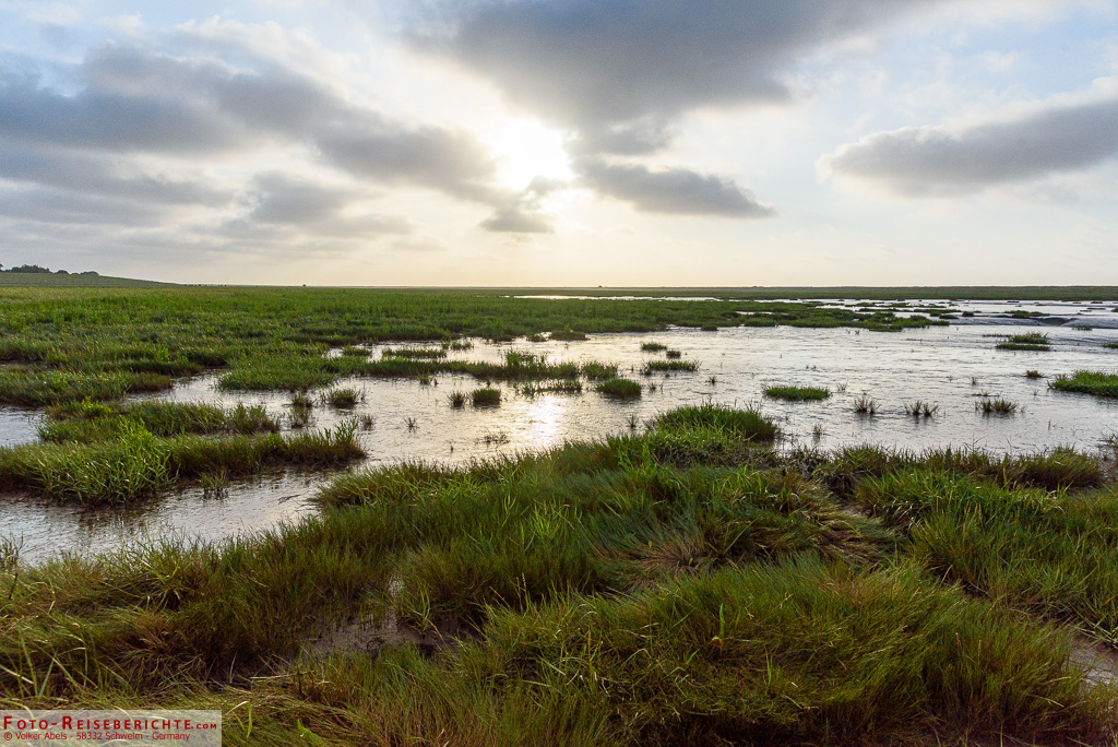 Salzwiesen am Naturerlebnispfad Langwarder Groden in Butjadingen Salzwiesen - Naturerlebnispfad Langwarder Groden in Butjadingen