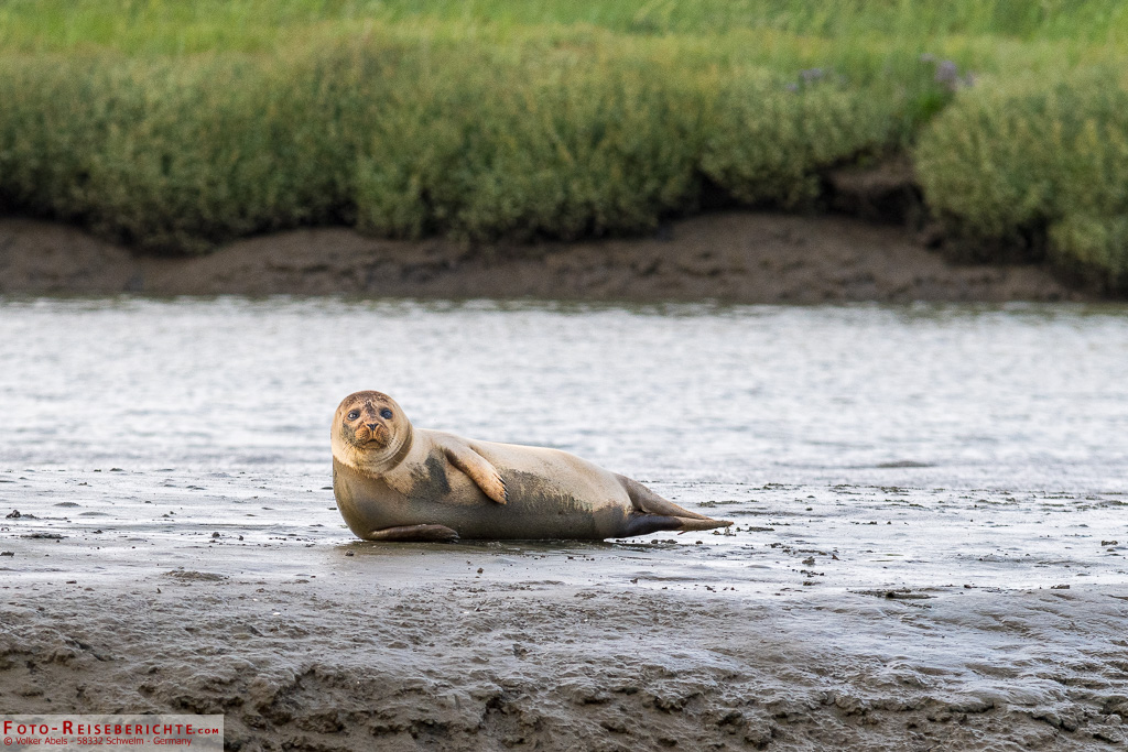 Seehund am Langwarder Groden Seehund am Langwarder Groden