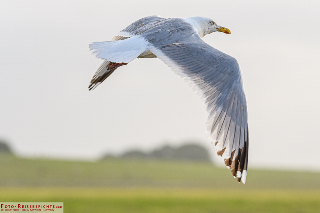 Die Silbermöwe ist die häufigste Großmöwe in Nord- und Westeuropa Silbermöwe - Naturerlebnispfad Langwarder Groden in Butjadingen