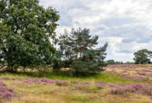 Westruper Heide bei Haltern am See