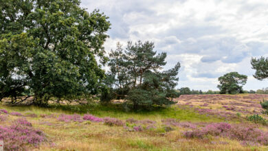 Westruper Heide bei Haltern am See