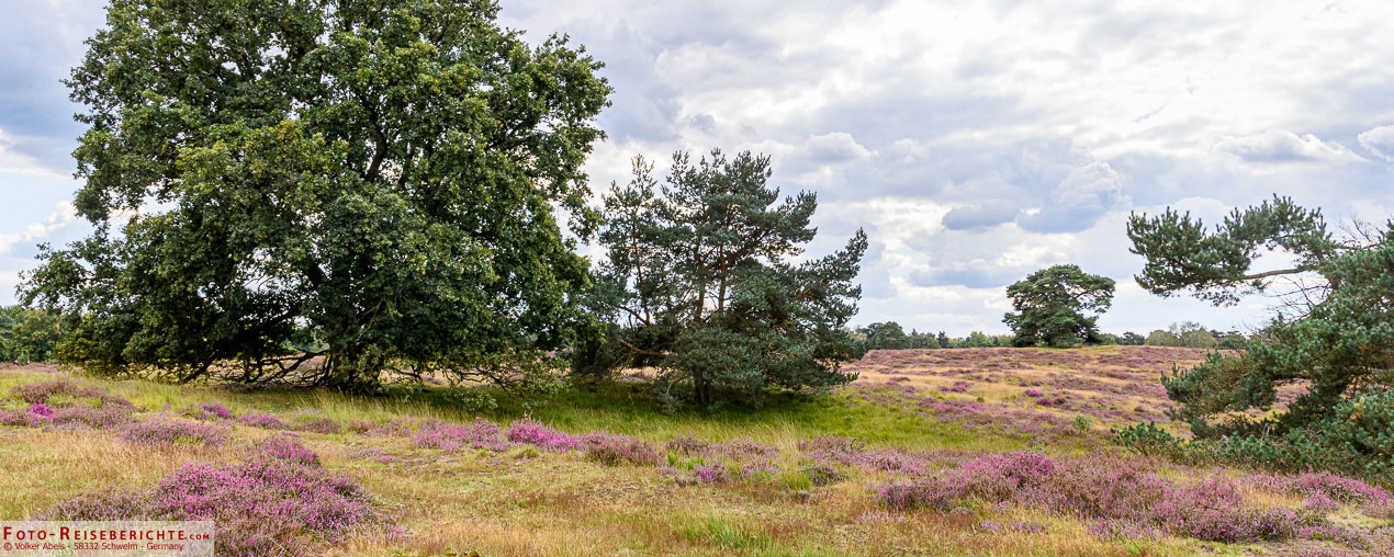 Westruper Heide - bei Haltern am See 1 Westruper Heide bei Haltern am See