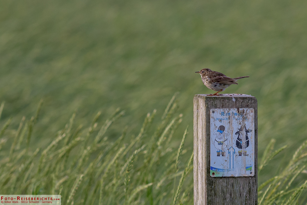 Wiesenpieper im Langwarder Groden Wiesenpieper im Langwarder Groden