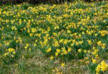 Narzissenwiese in der Eifel