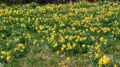 Narzissenwiese Eifel - zur Narzissen Blütezeit unterwegs 2 Narzissenwiese in der Eifel