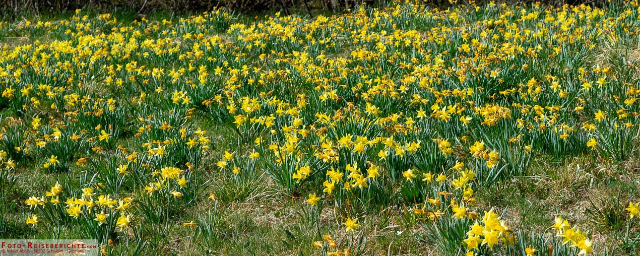 Narzissenwiese in der Eifel