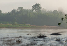 Moskitonetz Reisen - Moskitonetze schützen in Risikogebieten vor Moskitos, Mücken und anderen Insekten